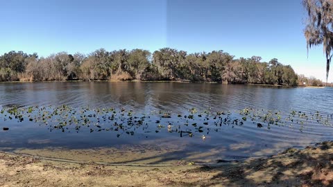 4K St. Johns River Time-Lapse: Florida Wildlife Magic 🐊🌿 (Feb 6, 2026)