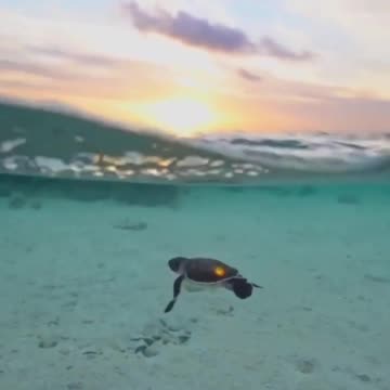 Baby sea turtle swimming