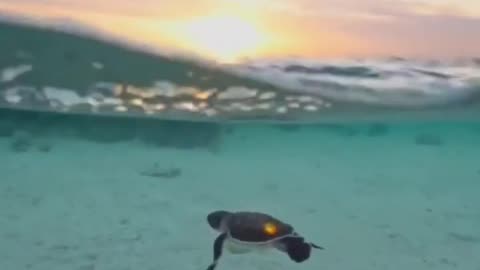 Baby sea turtle swimming