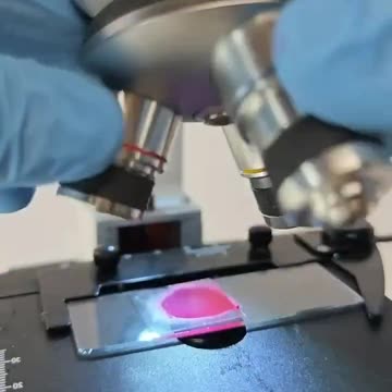 🪱🪱LIPSTICK☠️☠️☠️UNDER A MICROSCOPE