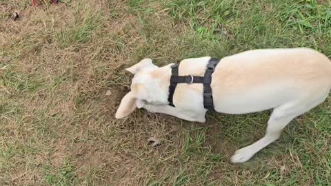 Digging puppy