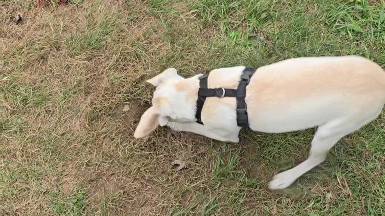 Digging puppy