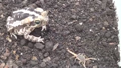 Intelligent Frog