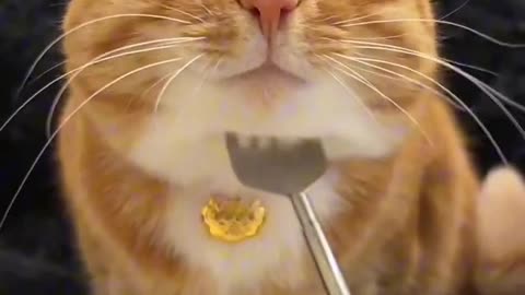 Just listen to his purr is quite relaxing, this is how my anxiety level that needs to be calmed lol