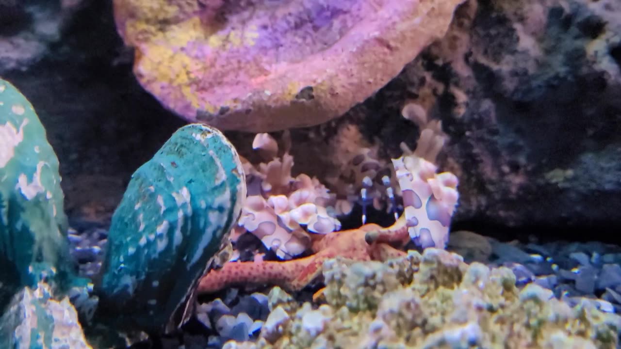 Phuket - Aquaria ll. (Thailand, 2026)