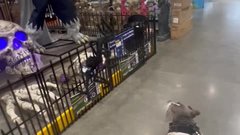 Halloween Decor Spooks Dog In Festive Pajamas