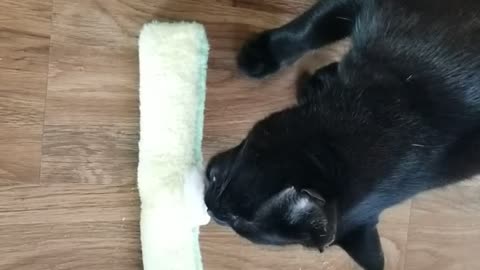 20250322 190124 Tux Silvervined Sausage Toy