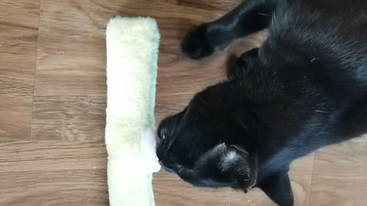 20250322 190124 Tux Silvervined Sausage Toy