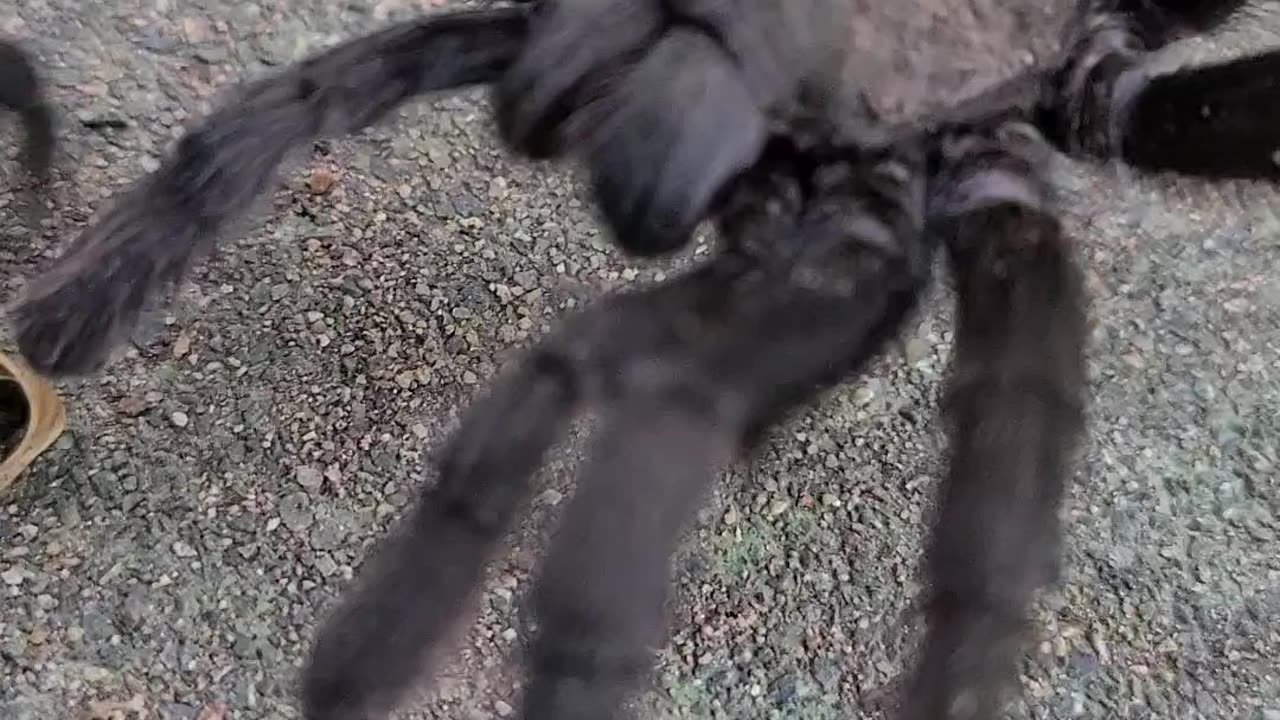 A visitor stopped by today whom I haven't seen in awhile - p2