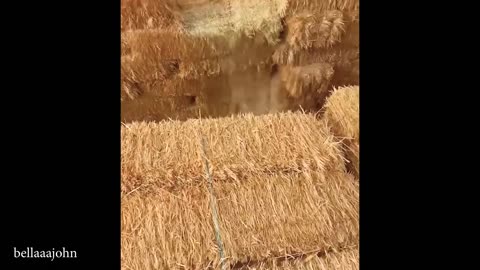 Just TRY Not to Laugh at These HILARIOUS DOGS! 😂 | Best Animal Videos 2025