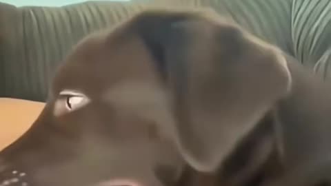 Funniest Dog Moments Compilation! / Compilație Cele Mai Amuzante Faze cu Câini! 😂🐾