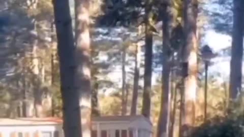 walking trees