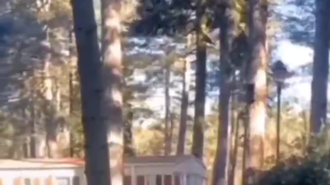 walking trees