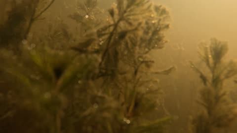 Underwater Jungle
