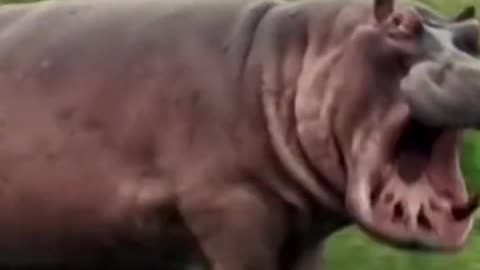 El Hipopótamo La Bestia Capaz de Partir Cocodrilos por la Mitad😳🦛