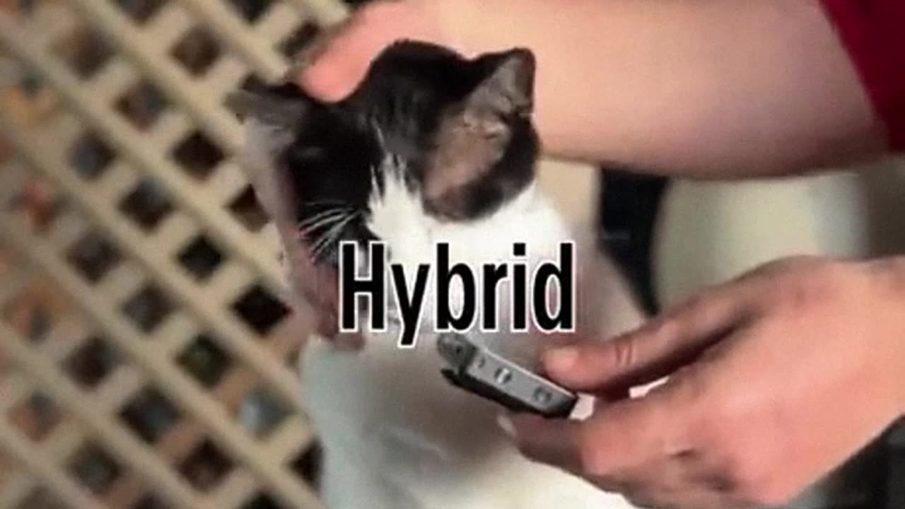cat memes