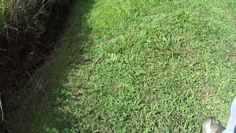 I JUST CUT DOWN A BIG TREE -BEHIND MY NEIGHBOORS HOUSE----7/30