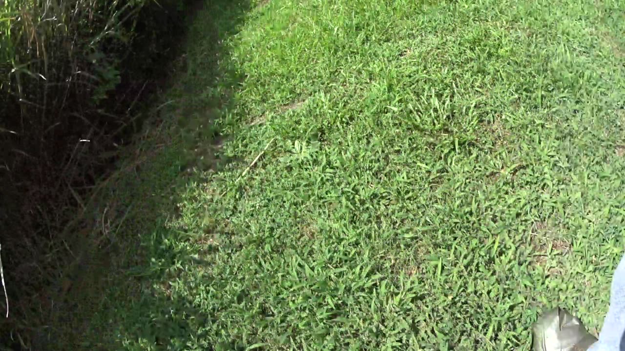 I JUST CUT DOWN A BIG TREE -BEHIND MY NEIGHBOORS HOUSE----7/30