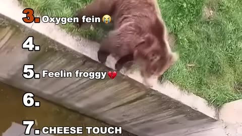 Top Animal Moments You Need to See 🐒😂 | Early Highlights Ranking