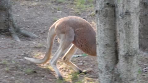 Kangaroo Commandos: Australia's Secret Weapon