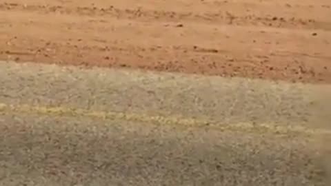 🐫😂 'Roadblock' on a Whole New Level... Baby Camel in the Middle of the Road! | FunFM