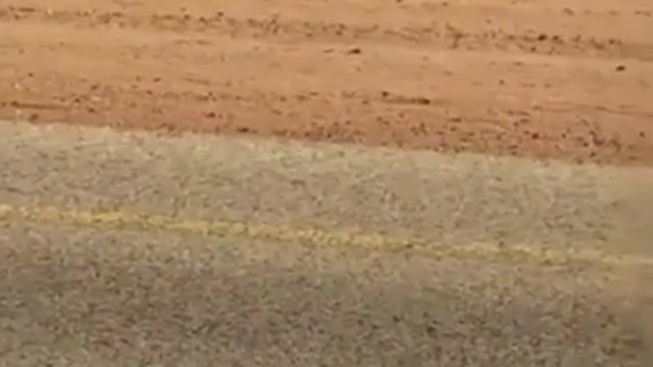 🐫😂 'Roadblock' on a Whole New Level... Baby Camel in the Middle of the Road! | FunFM