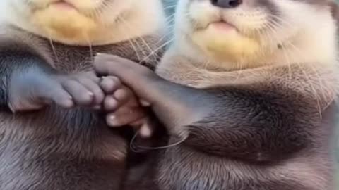 🦭❄️ This Seal Just Chilled There… And It’s Surprisingly Relaxing 😌✨