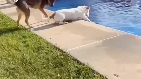Dogs 🐕🐶