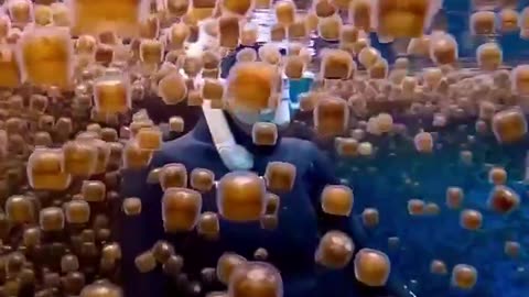 A swarm of dragon thimble jellyfish in Bohol, Philippines.
