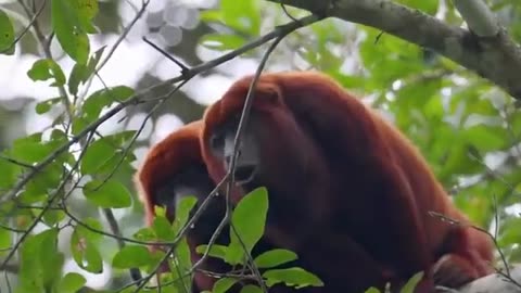 Red Monkeys