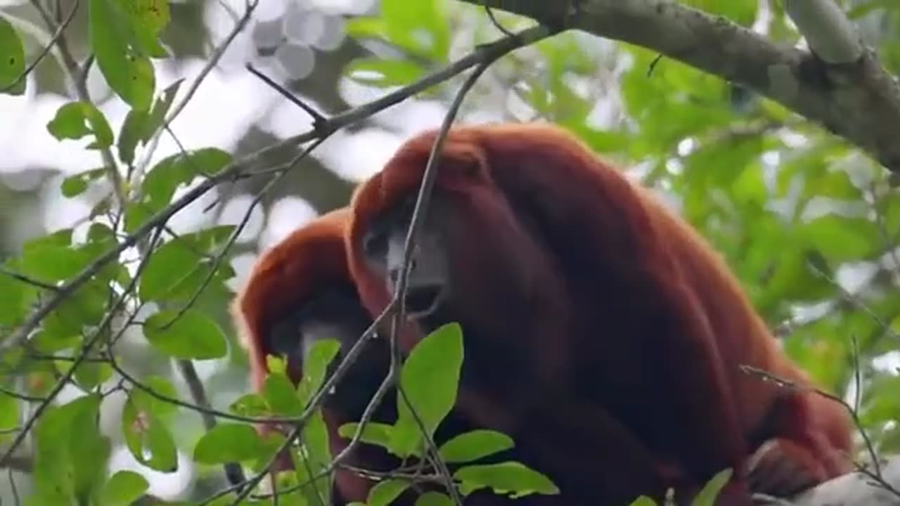 Red Monkeys