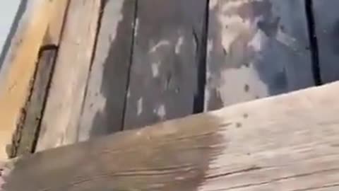 😂🐶 This Dog's People Need Him! | FunFM