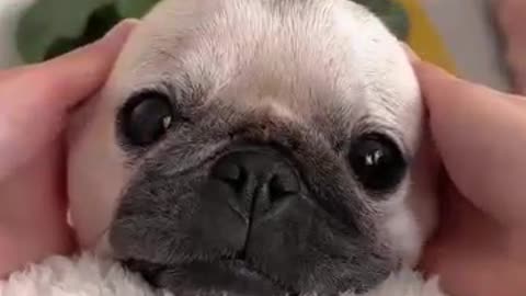 Puppy, Bear, Bunny, Yoda or SEAL? 🐶🐻🐰🦭 #pug #dog #shorts