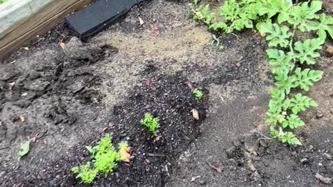 Garden 2025 Update 3
