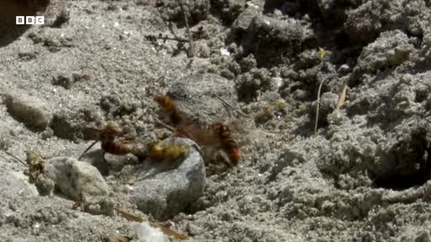 ‎Bees vs Hornets: Nature s Most Synchronised Defence System | BBC Earth