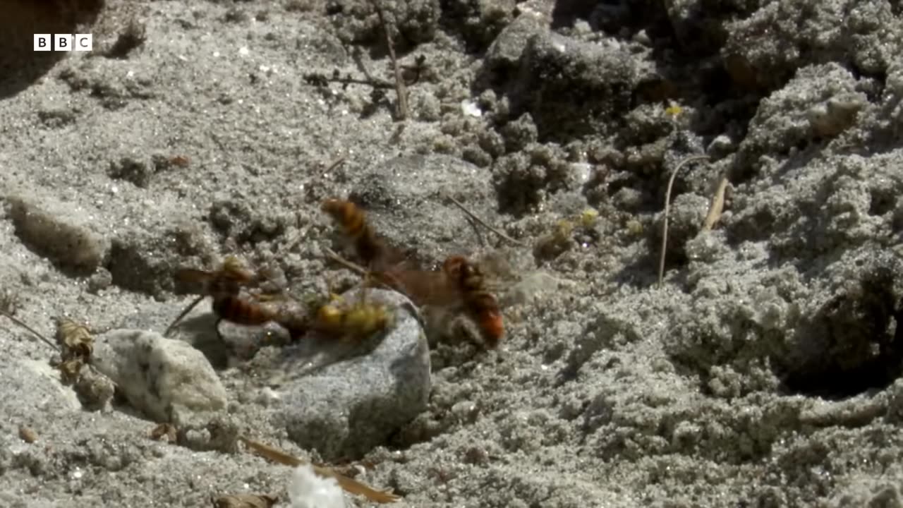 ‎Bees vs Hornets: Nature s Most Synchronised Defence System | BBC Earth