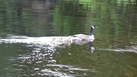 Canada Geese Family