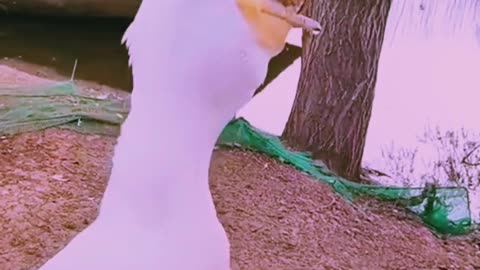 THIS BIRD STOMACH IS INSANE!