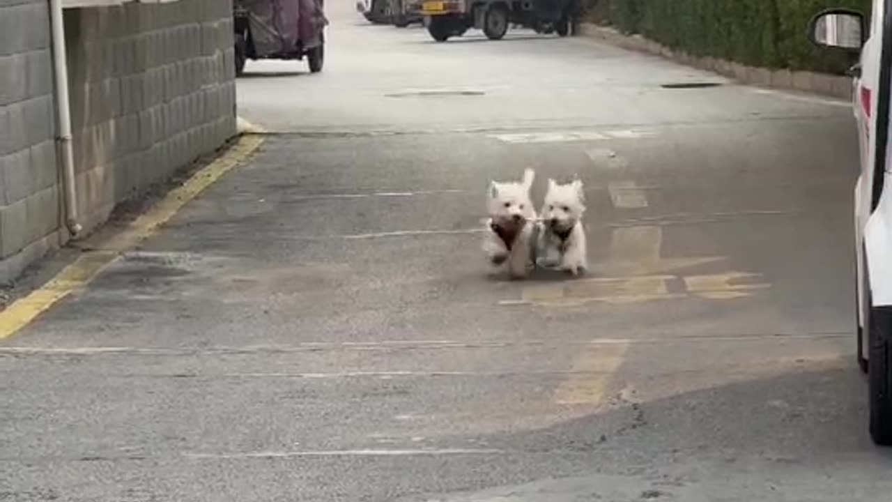 Walk yourself haha