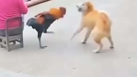 Fun Pets