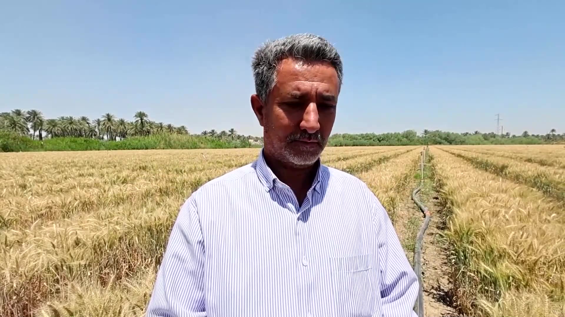 Iraqi farmers use sprinklers to grow crops in desert