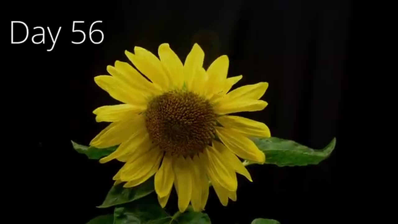 8 YEARS of Growing Plants in TIMELAPSE (Compilation)