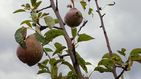 Pears