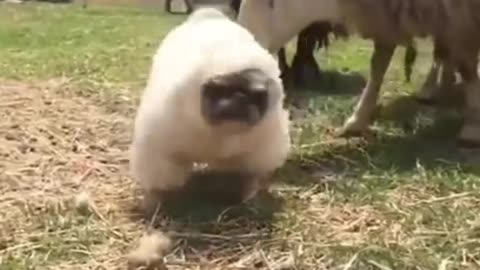 Dog funny