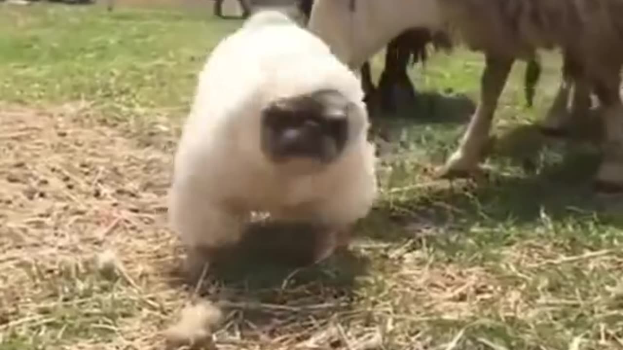 Dog funny