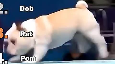 Ranking Best Dogs Olympic Diving Moments