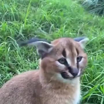 Caracal ear flicks.. 😊