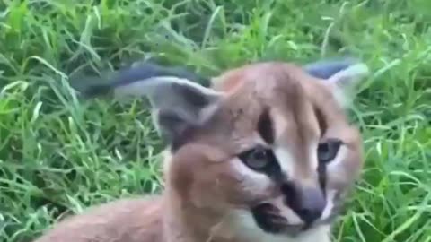 Caracal ear flicks.. 😊