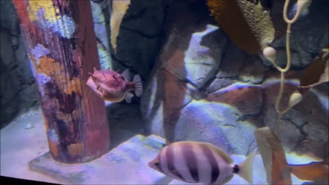 Ornate Cowfish