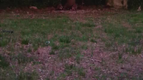 Two Raccoons